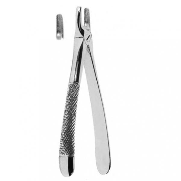 Upper Incisors and Canines
