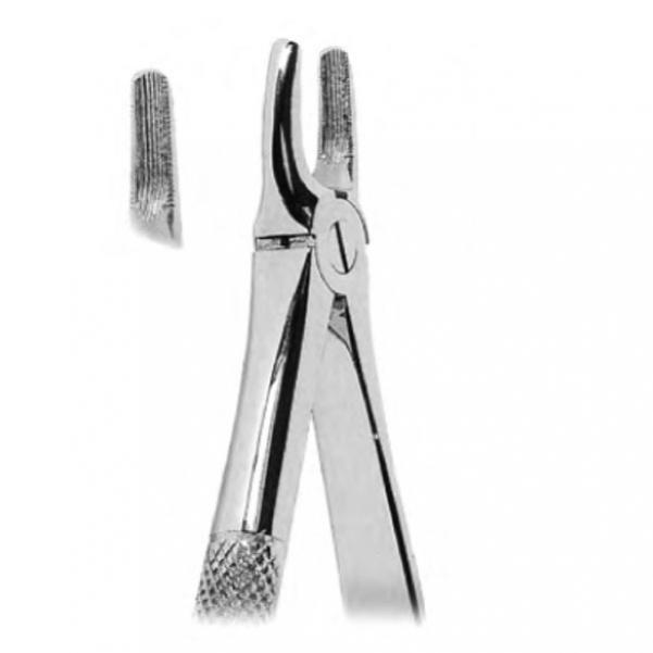 Upper Incisors and Canines